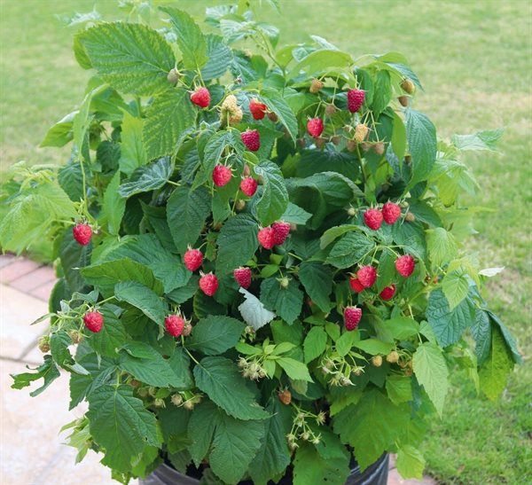 Hindbær `Patio Red`